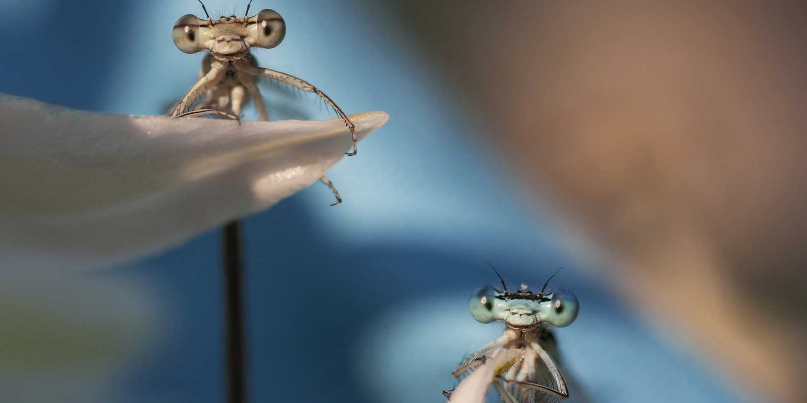 dragonflies in a real bug's life season 2