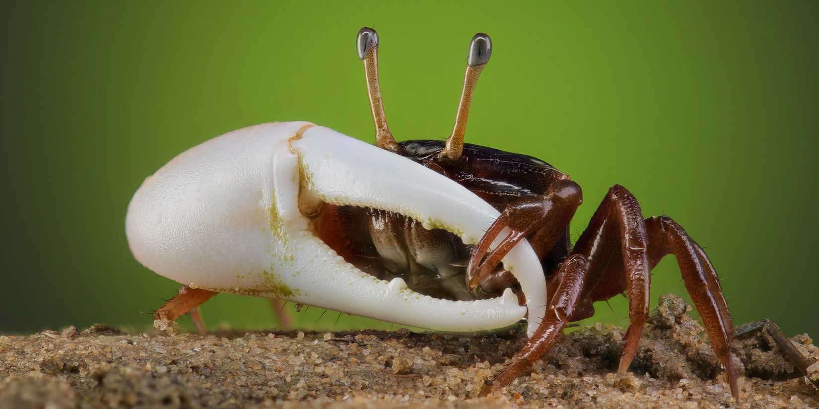 Fiddler crab in a real bug's life season 2