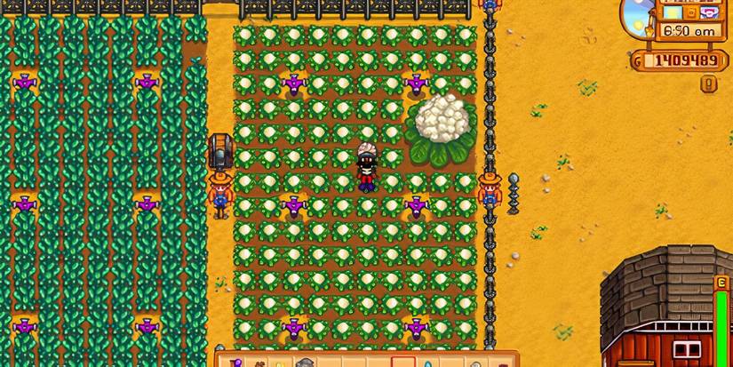 Giant Cauliflower Planted Amongst Smaller Cauliflower In Stardew Valley.