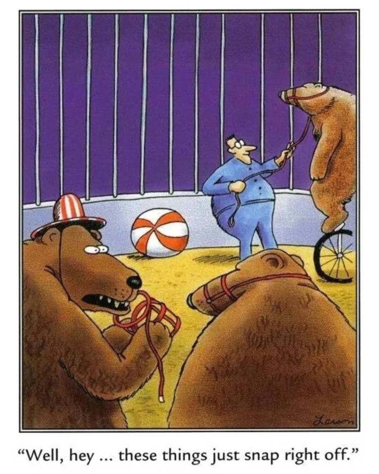 Far Side, circus bears realize their muzzles slip right off