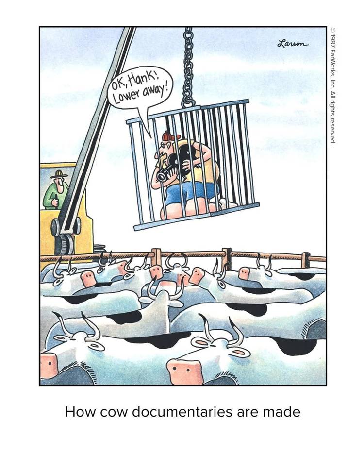 The Far Side, camera man being lowered in a cage to a group of cattle.