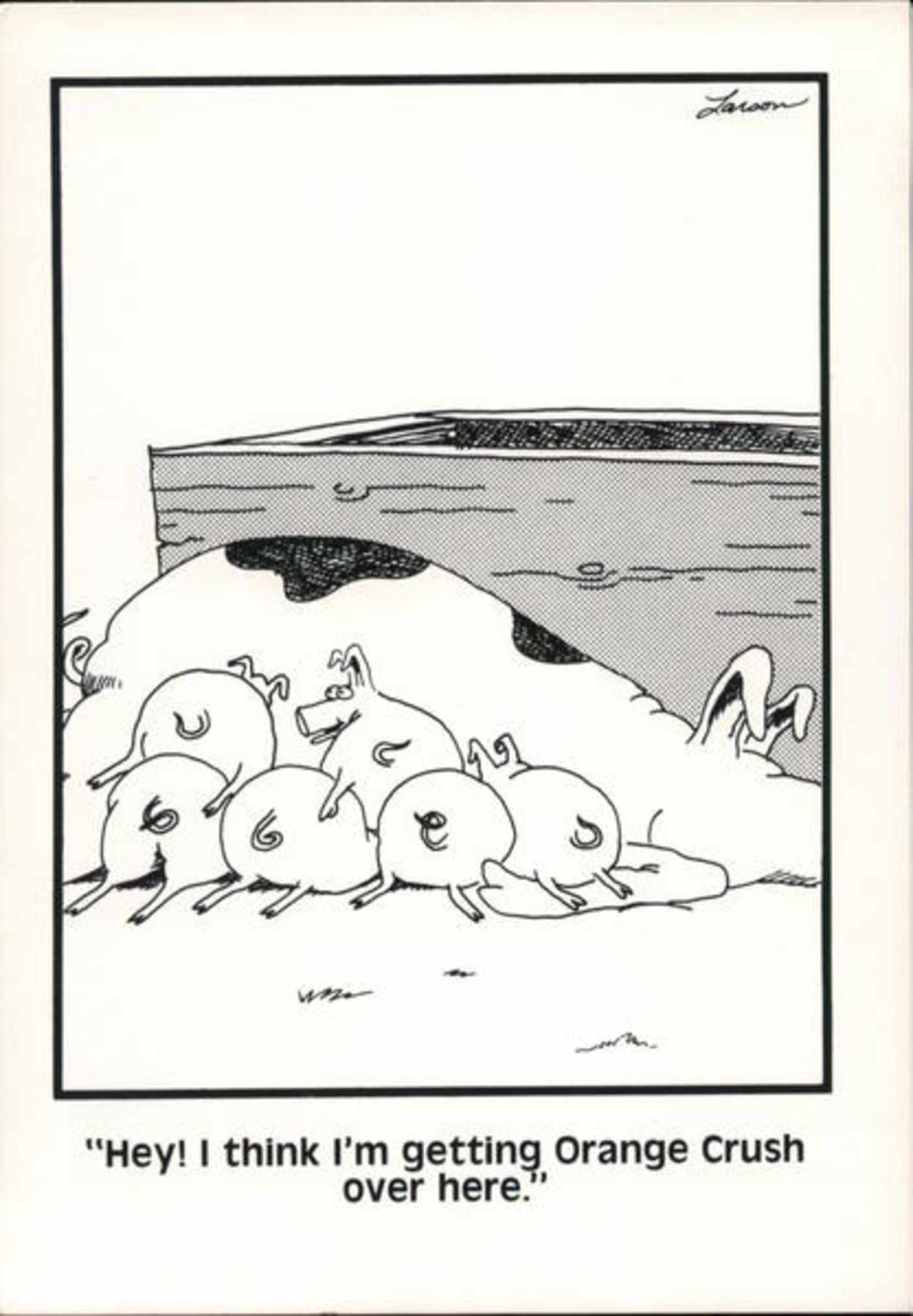 Far Side, porquinhos bebendo da mãe.