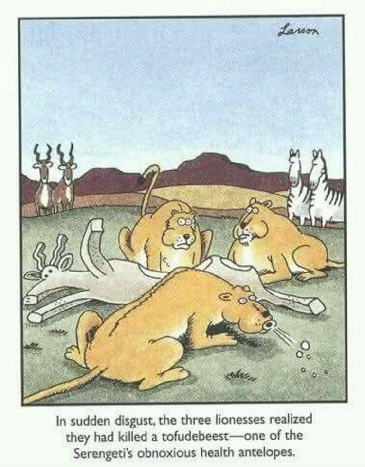 The Far Side, lions eating tofu in the shape of an animal.