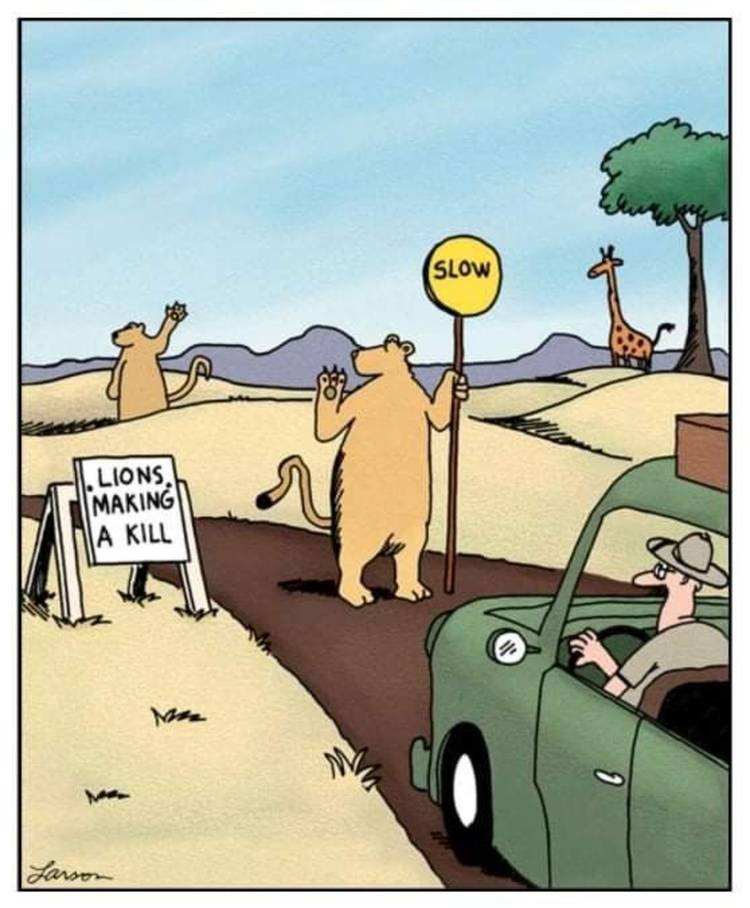 The Far Side, lions stopping traffic for a kill.