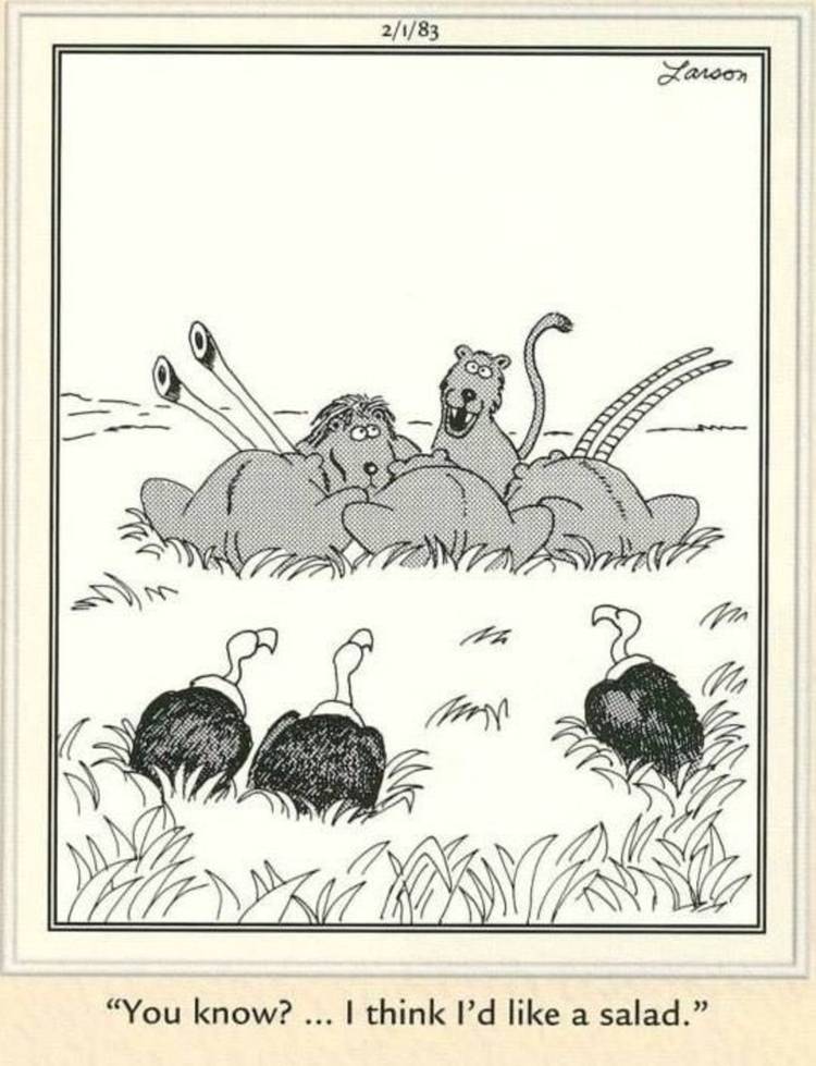 The Far Side, vultures watching lions eat prey.