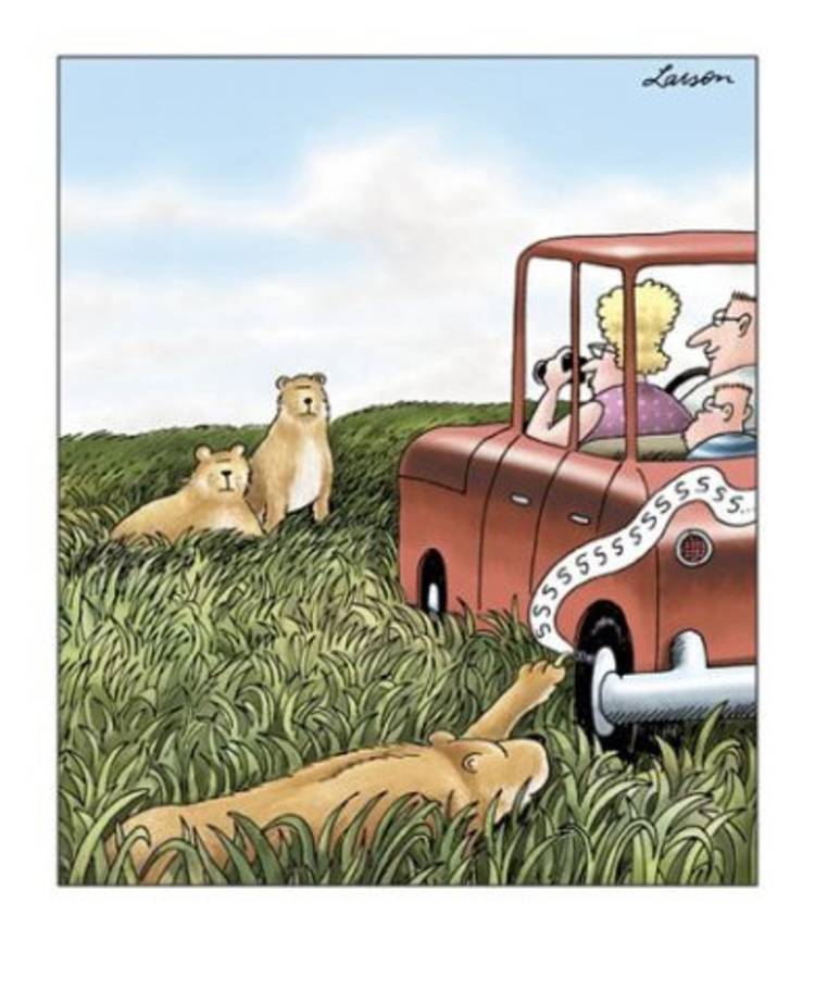 The Far Side, a lion popping a car's tire.