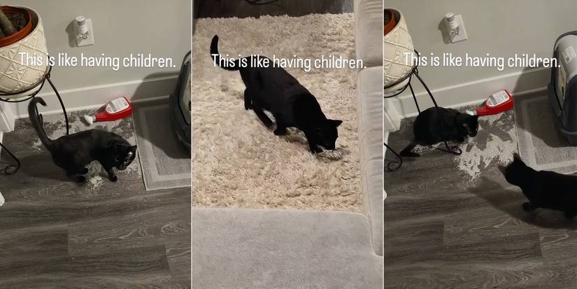 The Family Chantel’s Pedro Jimeno Instagram Story about his two cats