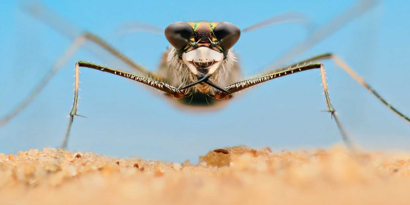 tiger beetle in a real bug's life season 2