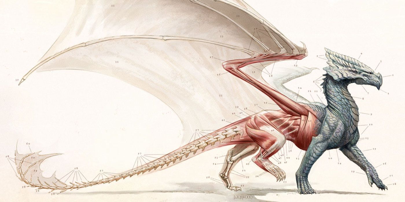 An anatomical diagram of a dragon from the cover of A Natural History of Dragons, a Lady Trent Memoir by Marie Brennan