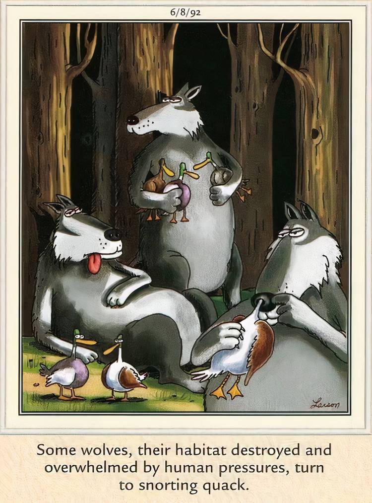 Wolves sticking ducks up their noses to 'snort quack' in The Far Side.