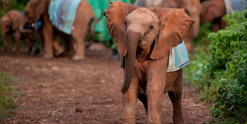 A baby elephant in the nature documentary born to be wild