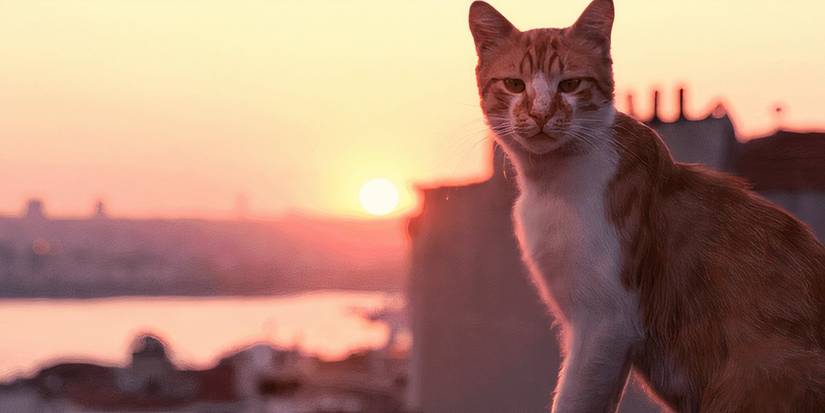 A cat from the nature documentary Kedi