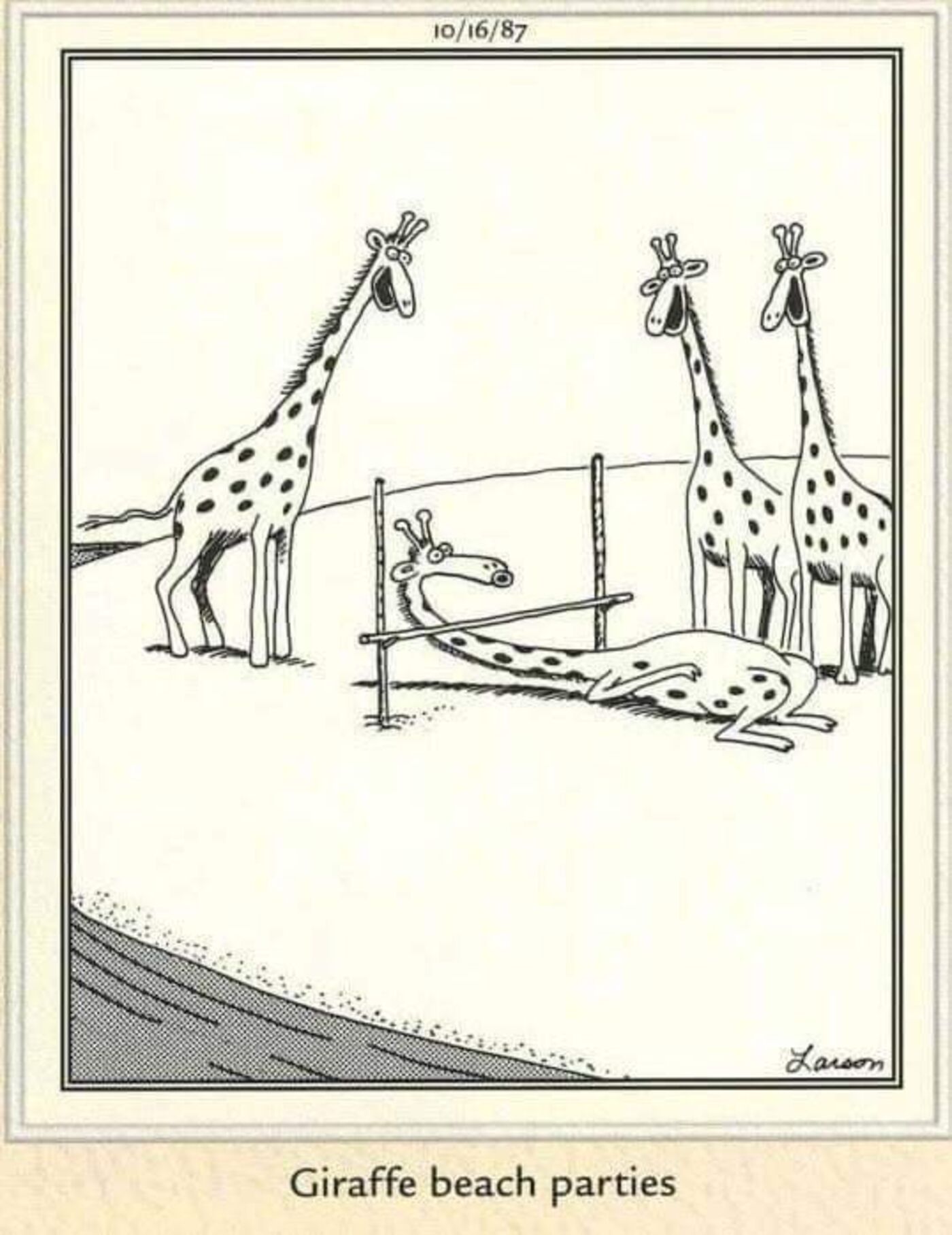 Far side, giraffes throwing limbo on the beach.