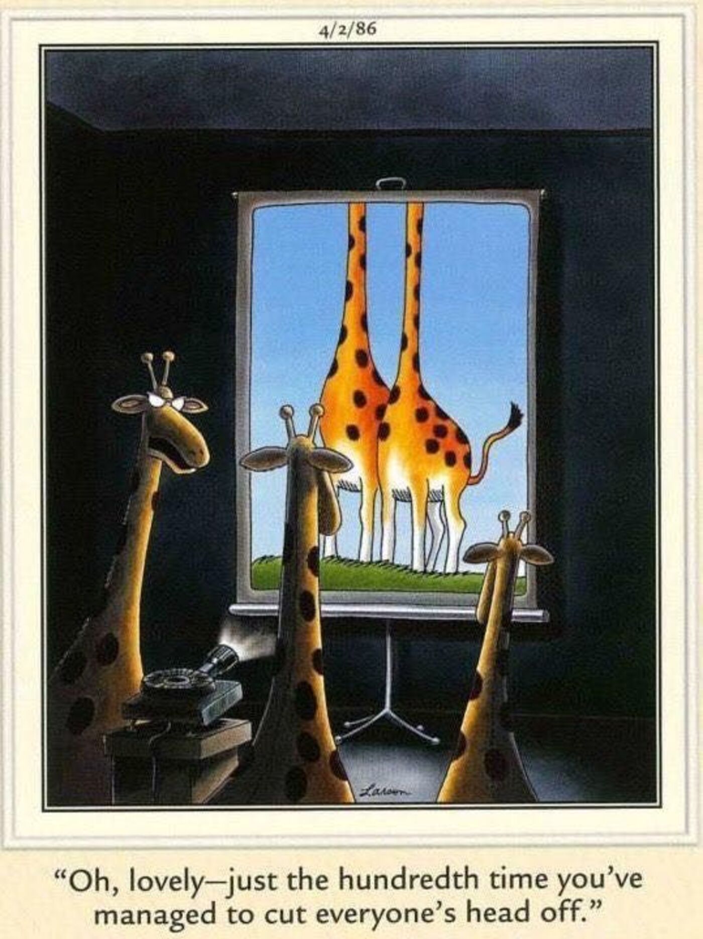 Far side, giraffes looking at photos in a slideshow.