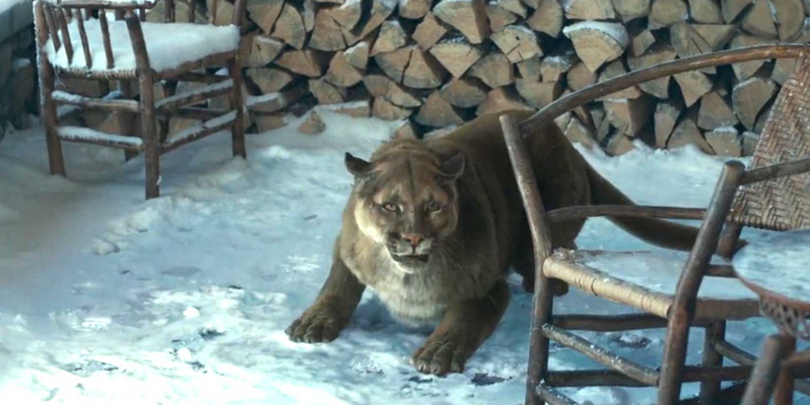 A mountain lion snarling on the front porch of the Dutton lodge in 1923 season 2, episode 1