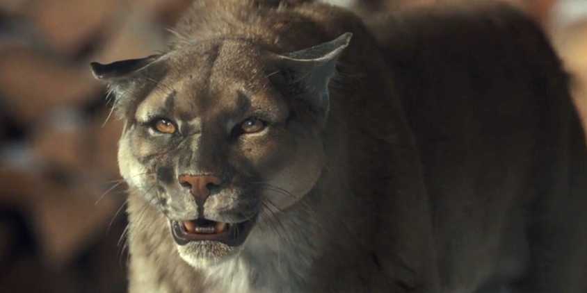 A mountain lion snarling in 1923 season 2, episode 1