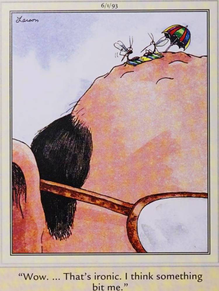 Far Side, June 1, 1993, a mosquito sunbathing on a man's bald head is bitten by something