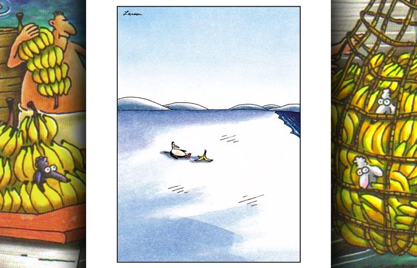 far side penguin slip on banana