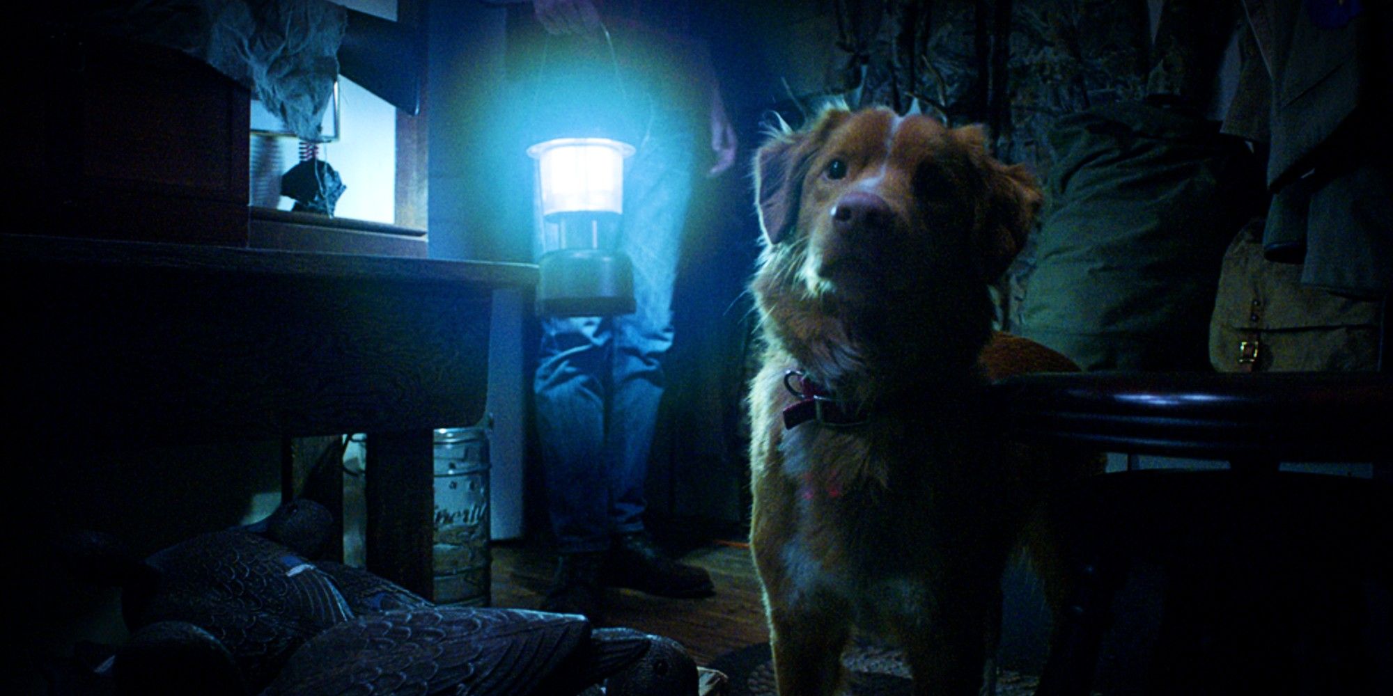 Indy inspects something while his owner stands behind him with a lantern