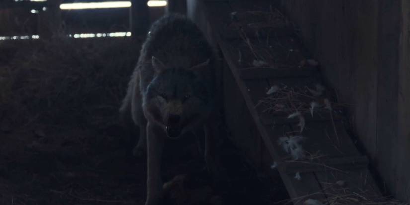 The wolf from 1923