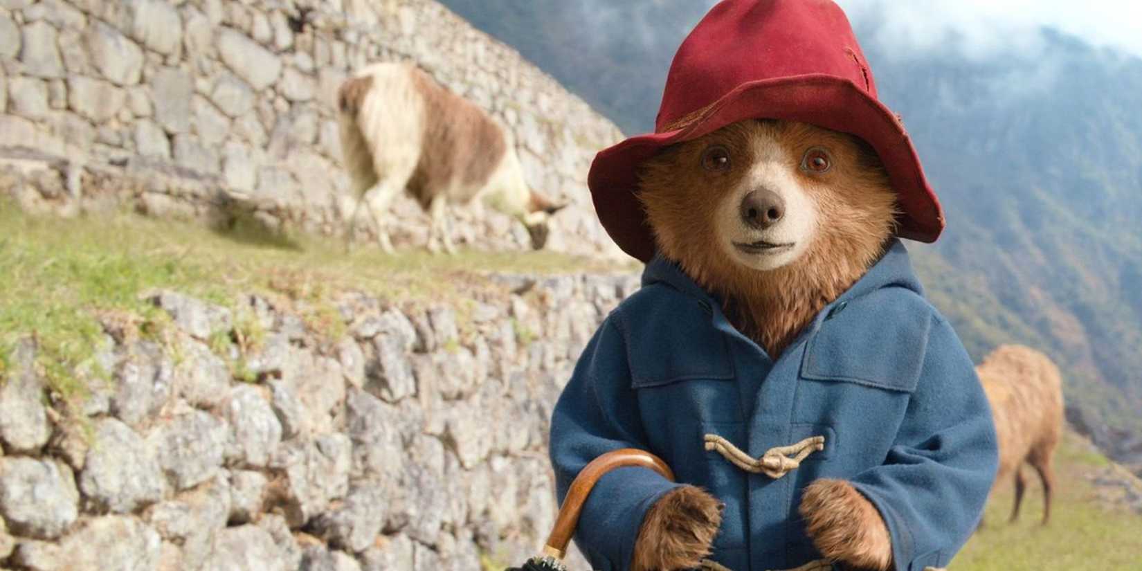 Paddington standing in front of some alpacas in Paddington in Peru