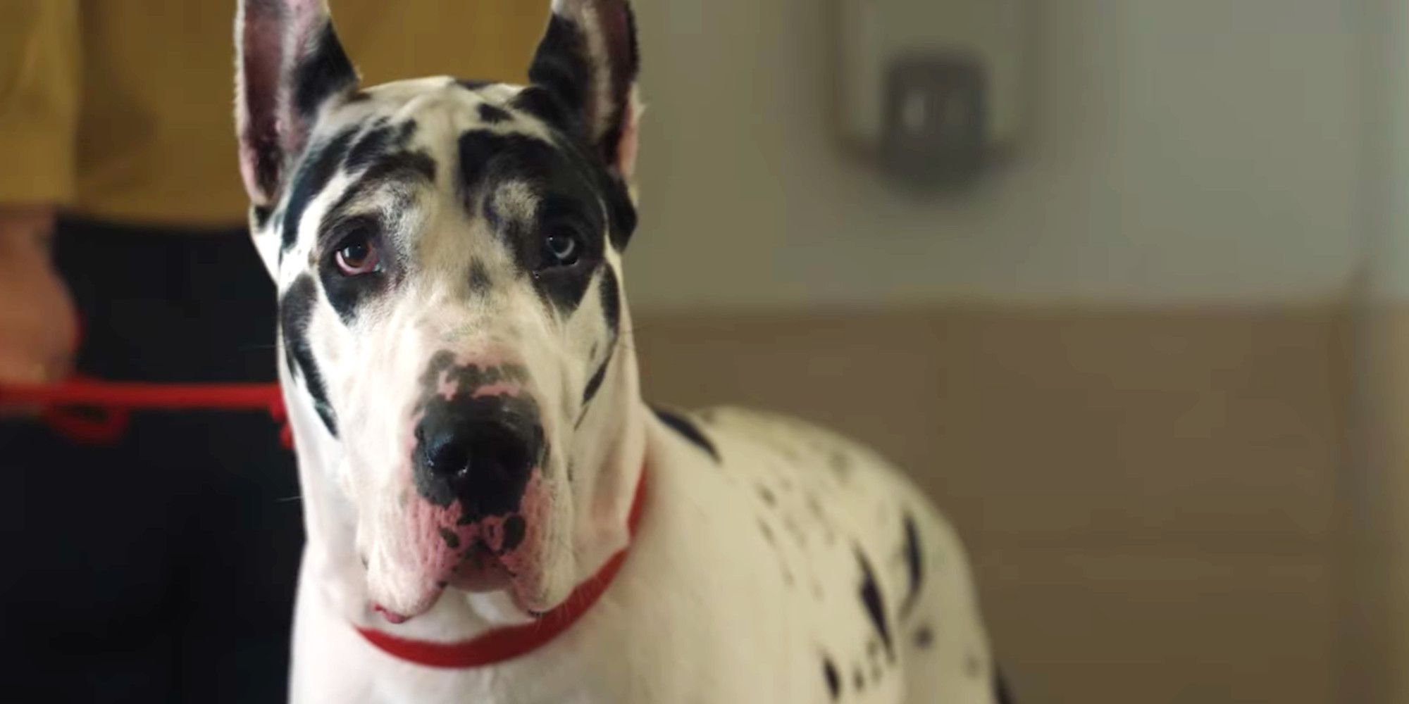 The Friend Great Dane dog wearing a collar and looking forward 