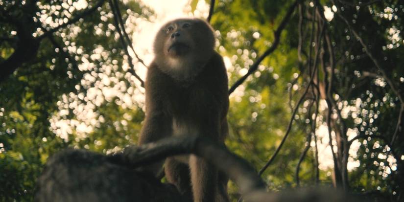 The monkey in the trees in The White Lotus season 3