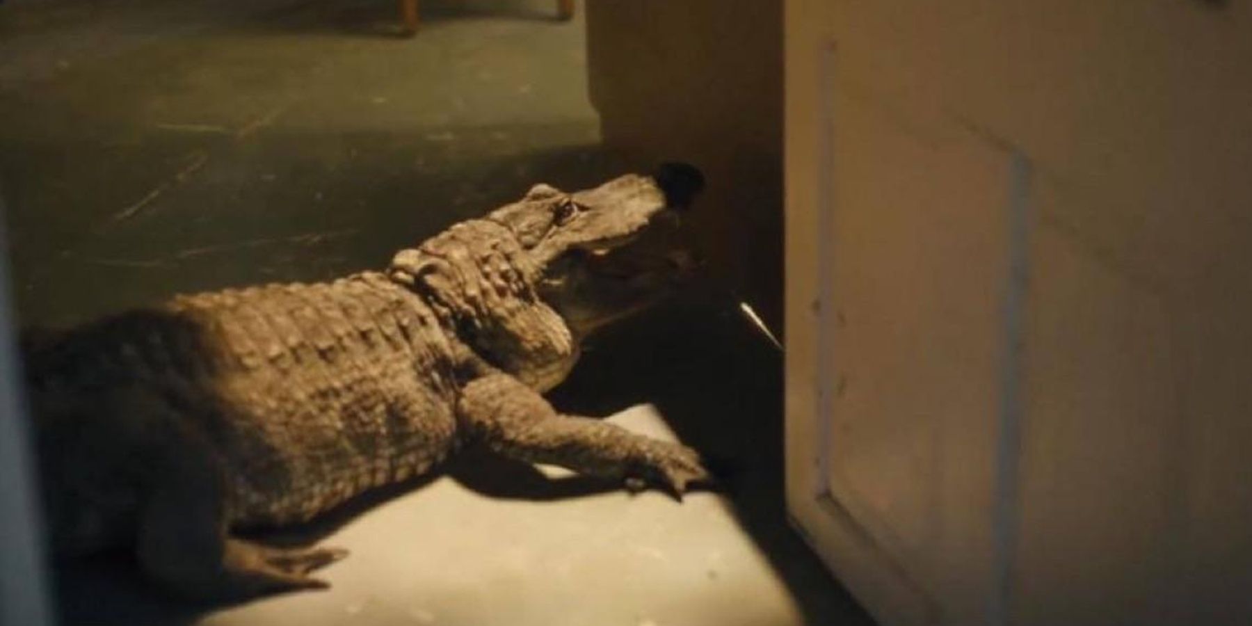 An alligator in a classroom in Nickel Boys