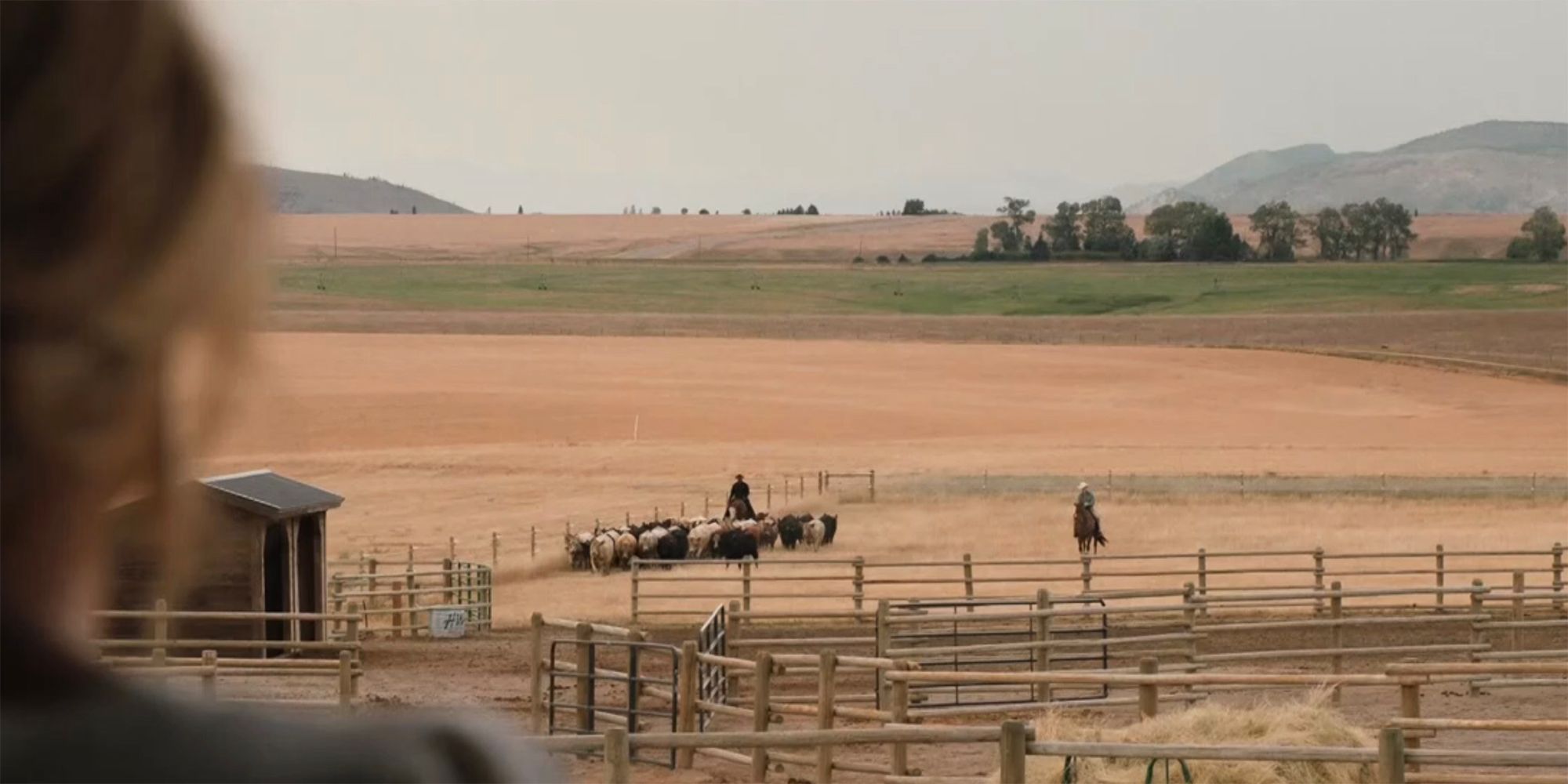 Carter and Rip with cattle in Yellowstone
