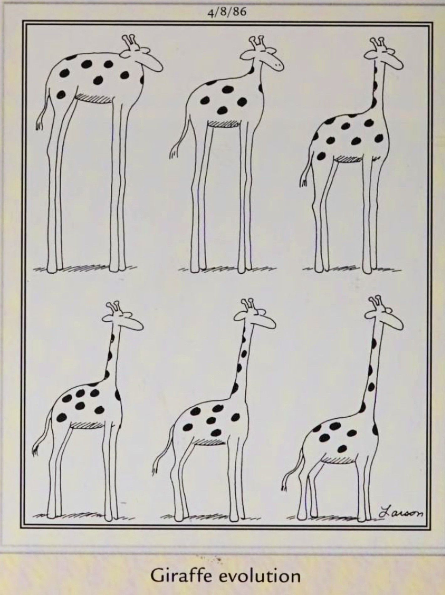 Far Side, April 8, 1986, featuring the stages of &lsquo;giraffe&rsquo; evolution