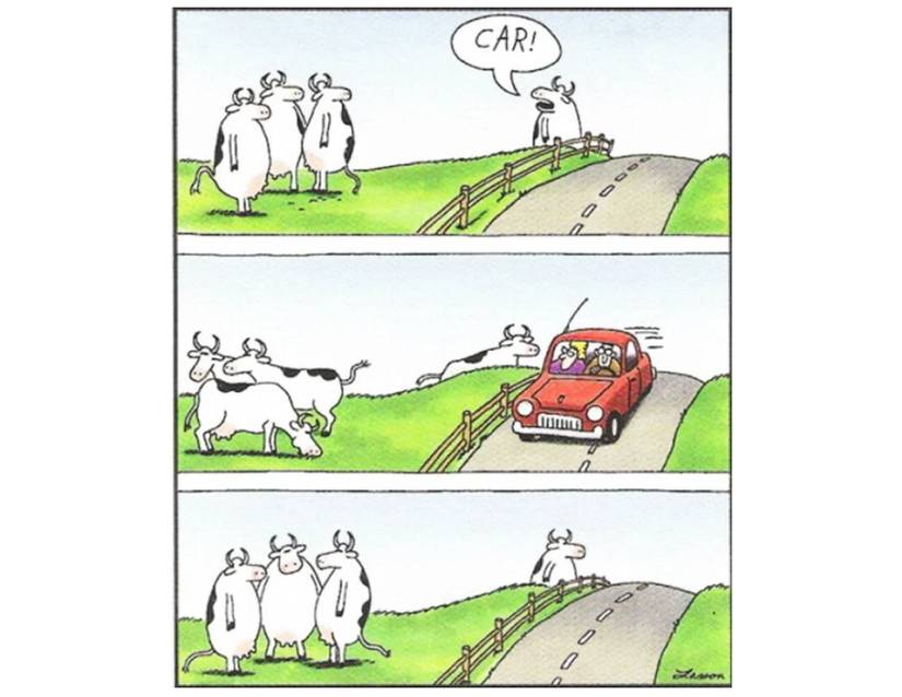 FAR SIDE COWS SEE CAR COMIC