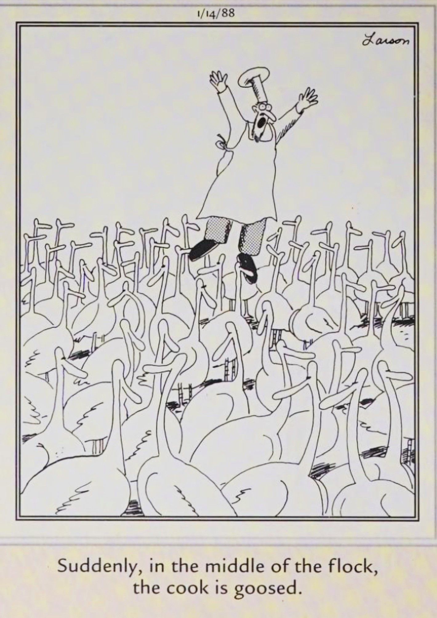 Far Side, January 14, 1988, a &lsquo;cook is goosed&rsquo; among a flock of birds