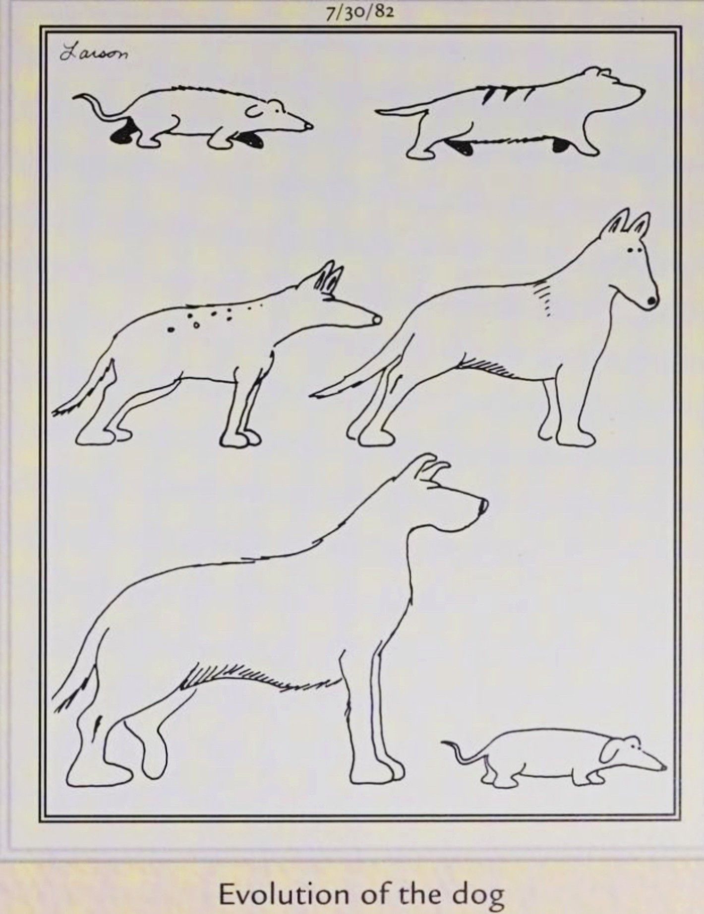 Far Side, July 30, 1982, depicting the &lsquo;evolution of the dog&rsquo;