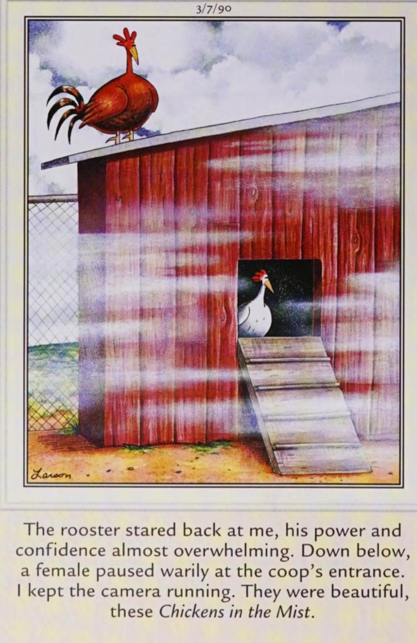 Far Side, March 7, 1990, a documentary cameraman captures the &lsquo;chickens in the mist&rsquo;
