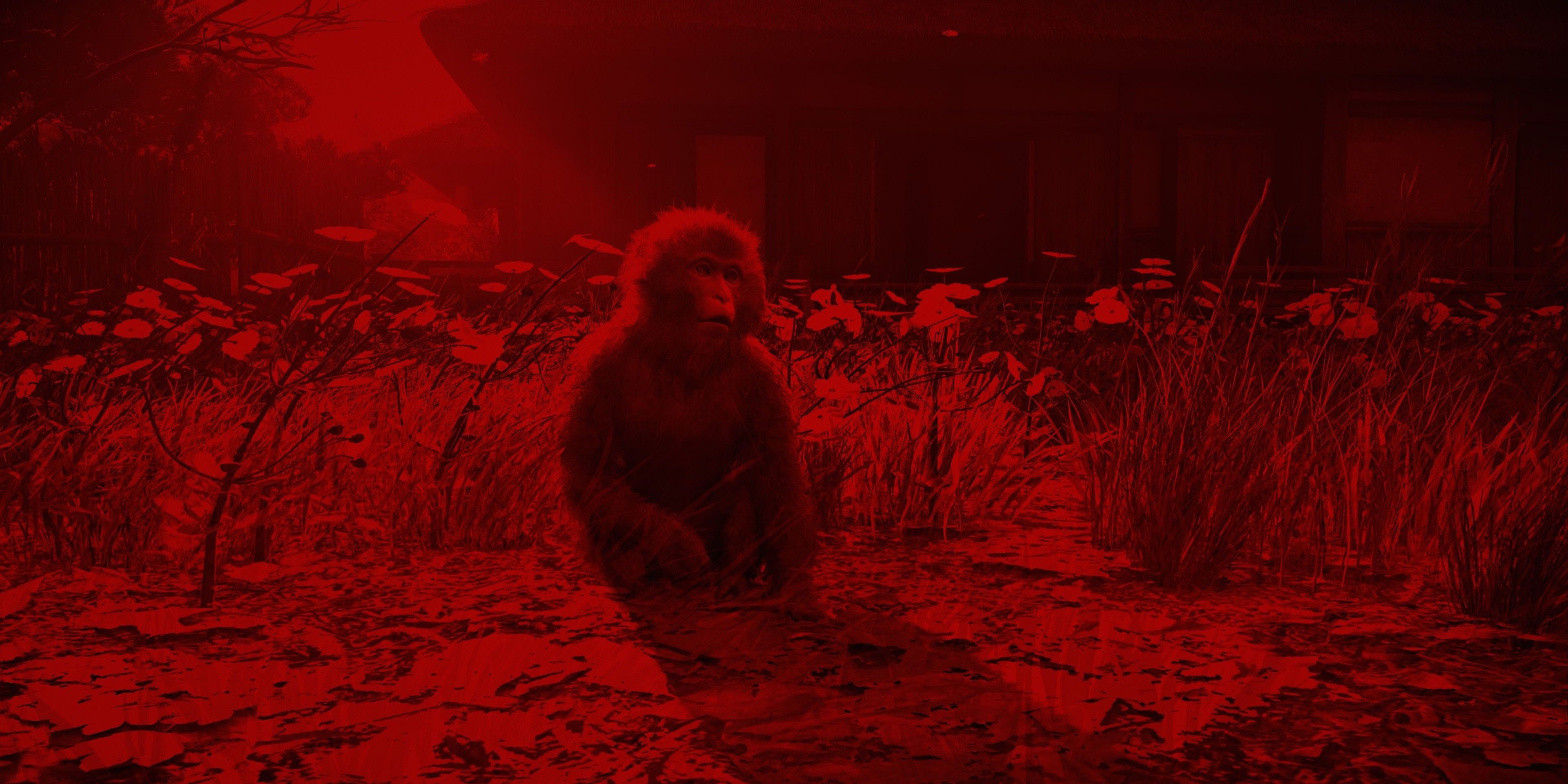A macaque in AC Shadows