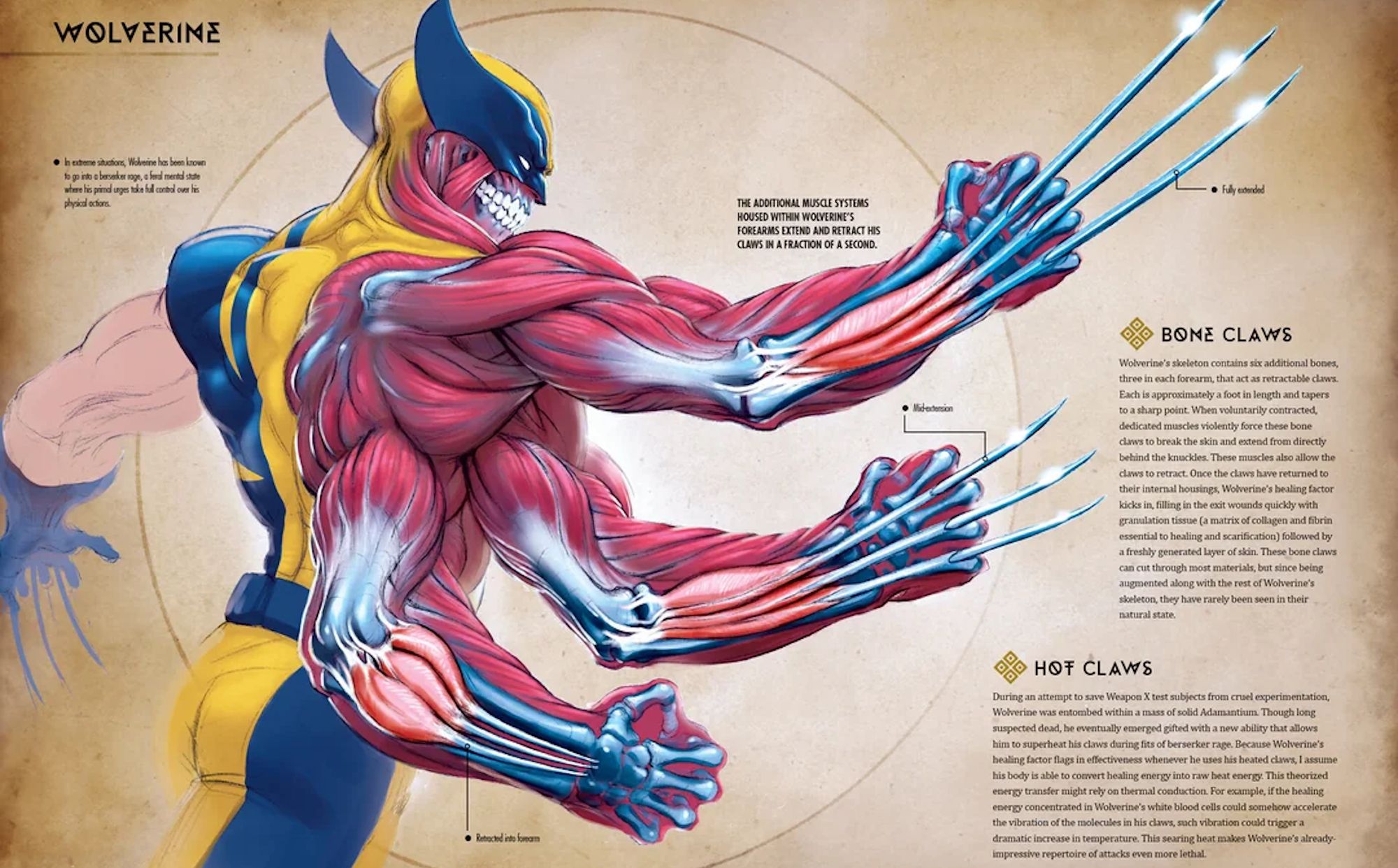 Muscular Diagram of Wolverine&rsquo;s Claws in Marvel Anatomy Book