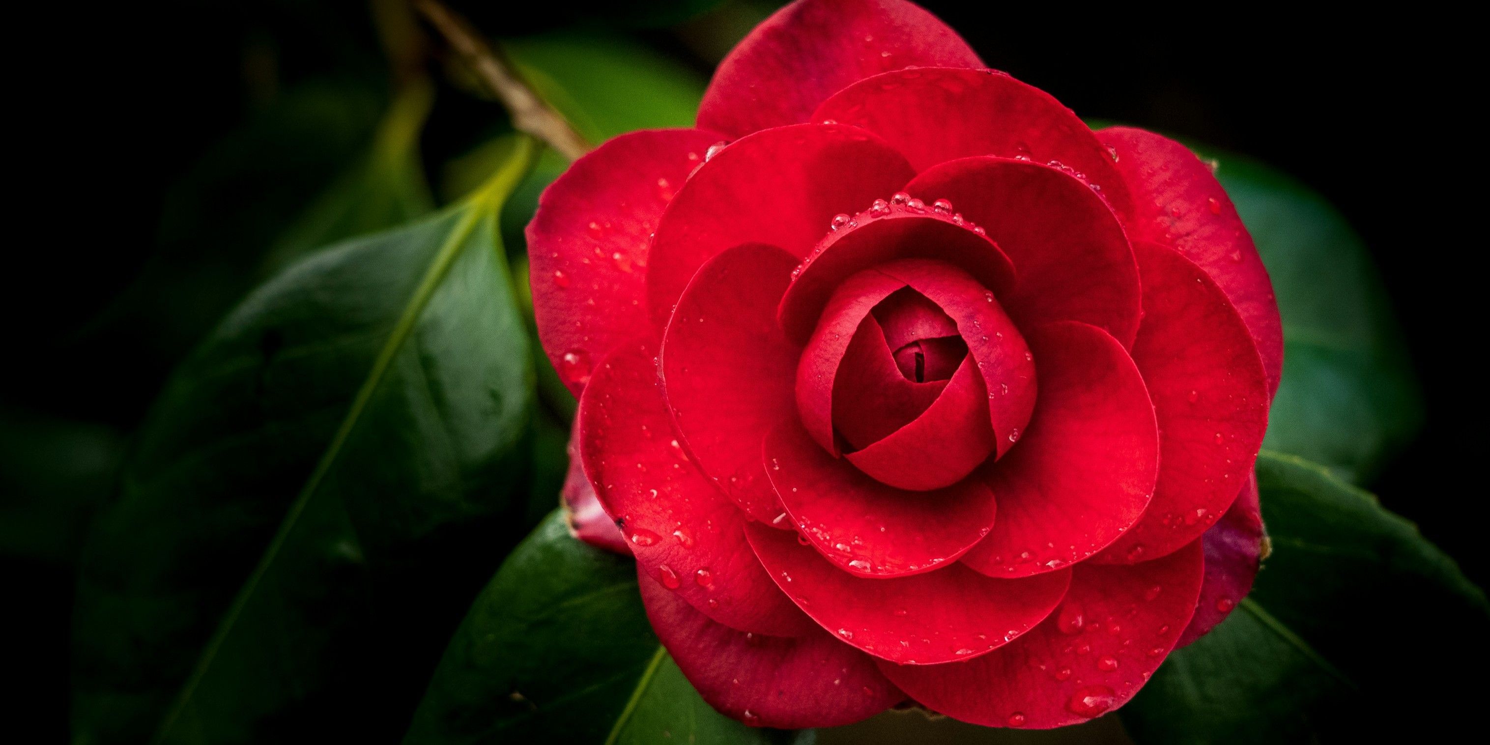 A red flower with green leaves