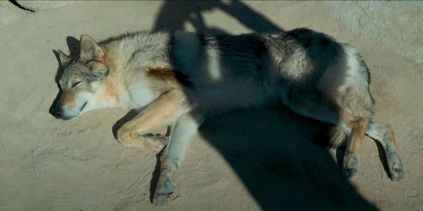 Alpha lying down