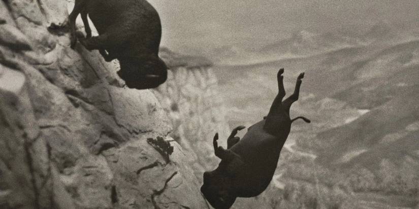 Buffalo falling off a cliff on the Eddington poster