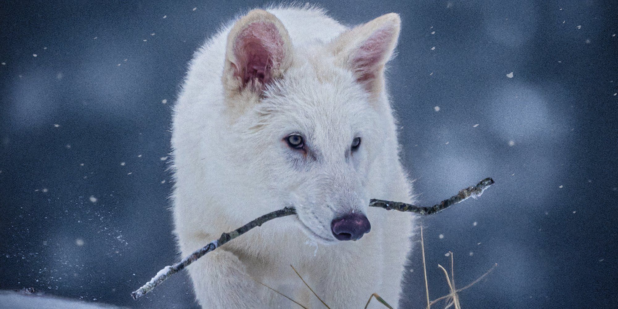 colossal dire wolf with stick