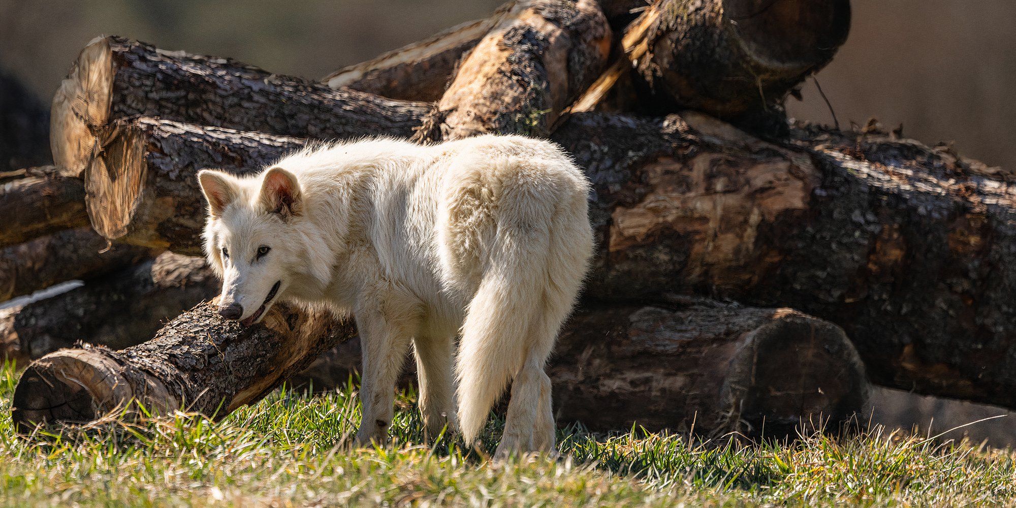 colossal dire wolf
