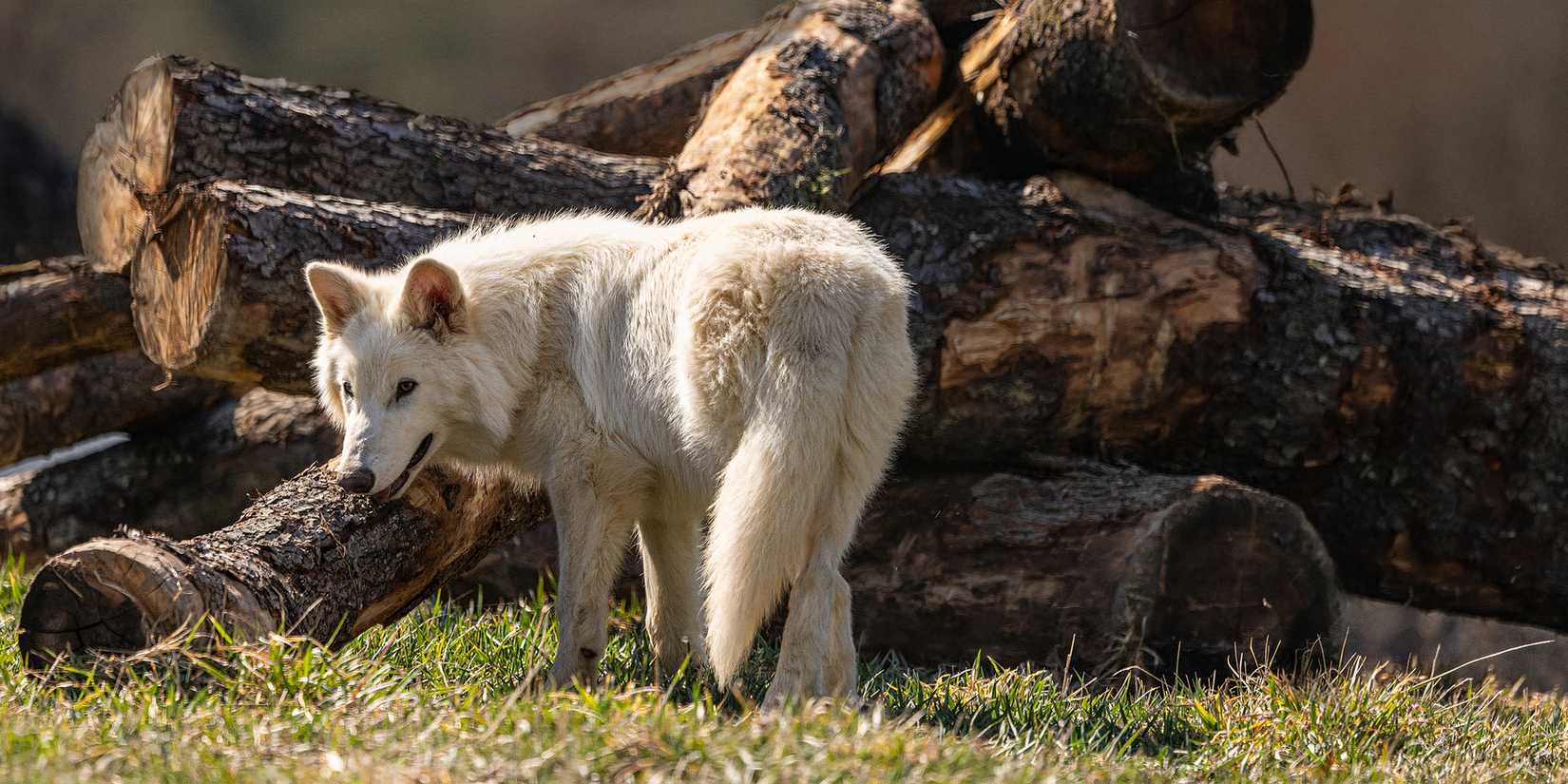 Everything You Need To Know About The Dire Wolf De-Extinction Explained ...