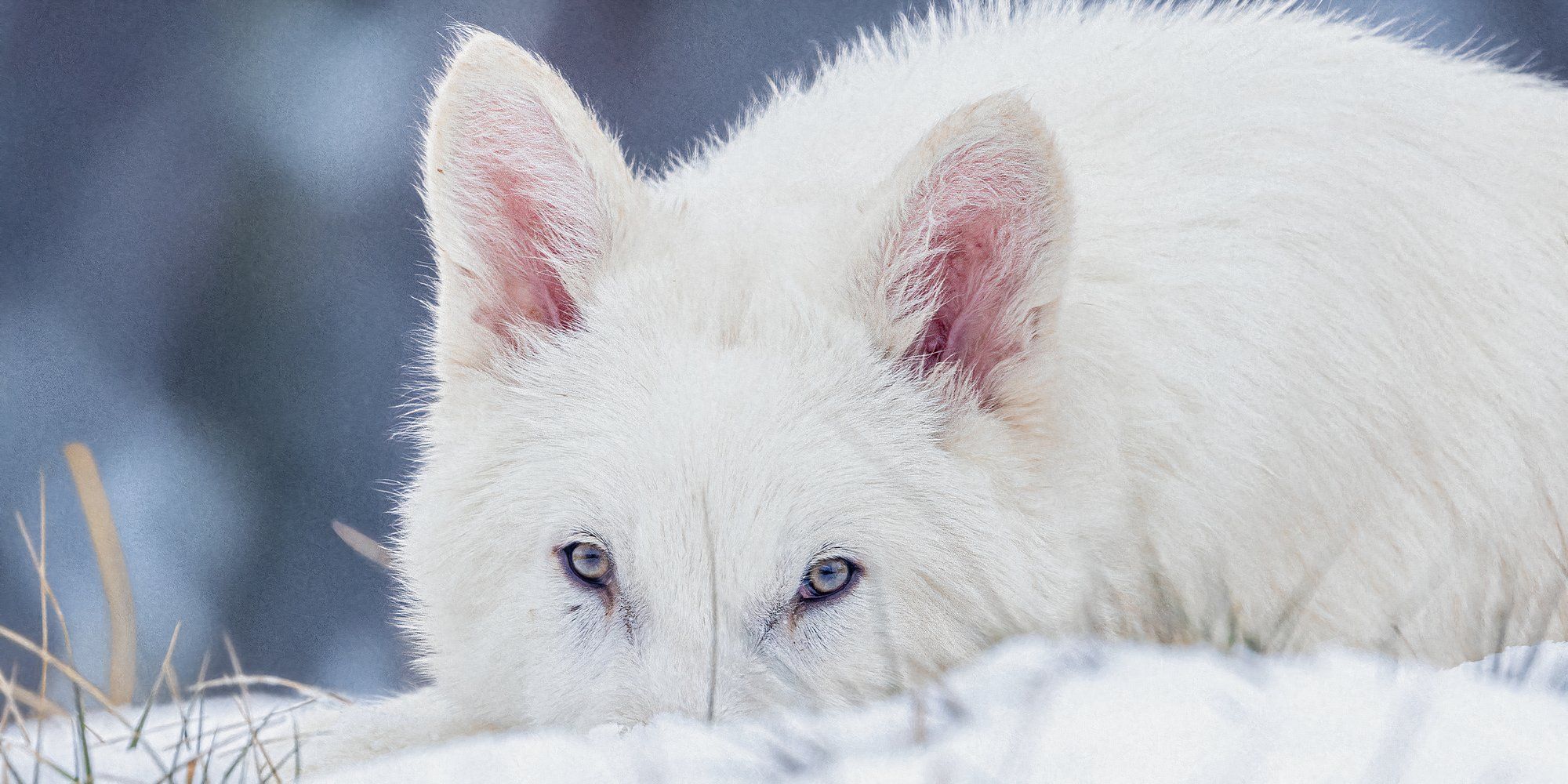 dire wolf colossal eyes