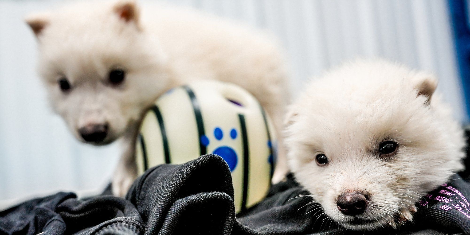 dire wolf pups colossal
