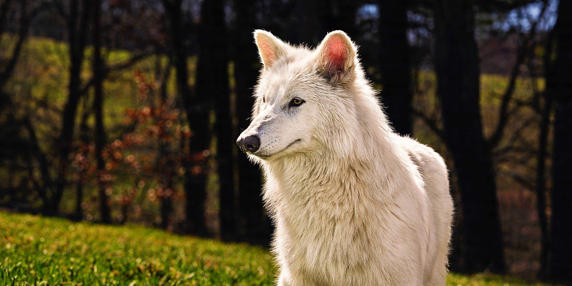 Direwolves looking outside