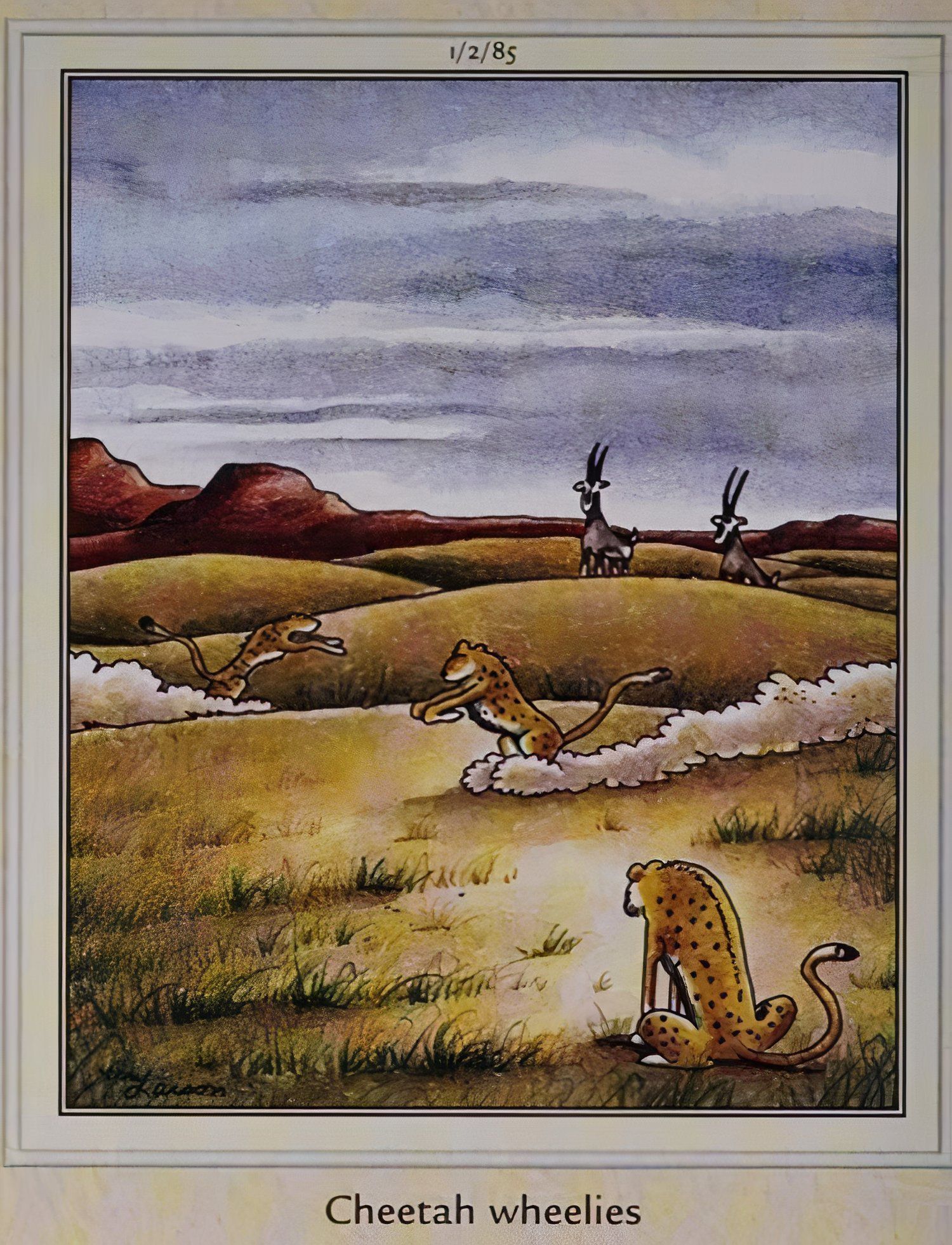 Far Side Cheetah Wheelies