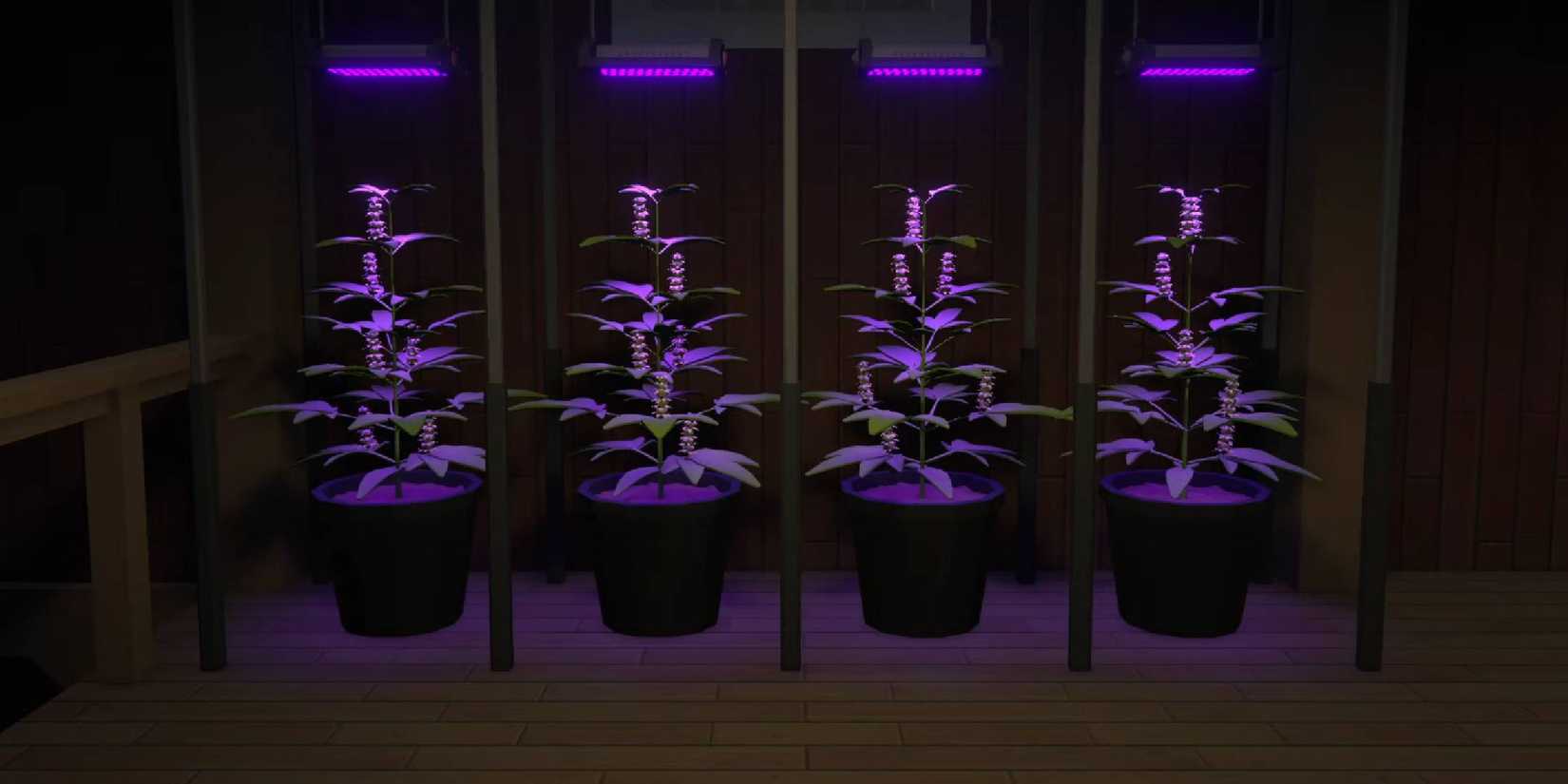 Schedule 1 OG Kush plants growing basic drug product under ultraviolet lamps