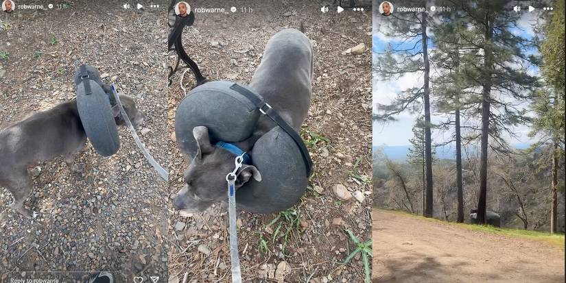 Rob warne in 90 Day Fiance dog Rome on Instagram Stories