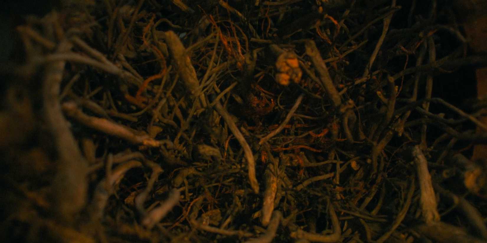 Roots with a virus in The Last of Us Season 2 Ep 1