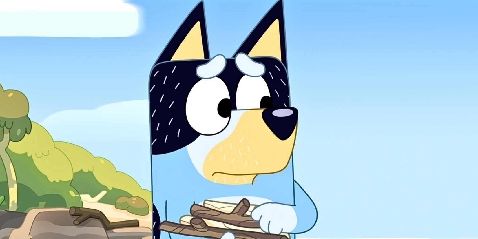 Bandit looking upset while holding a pile of sticks